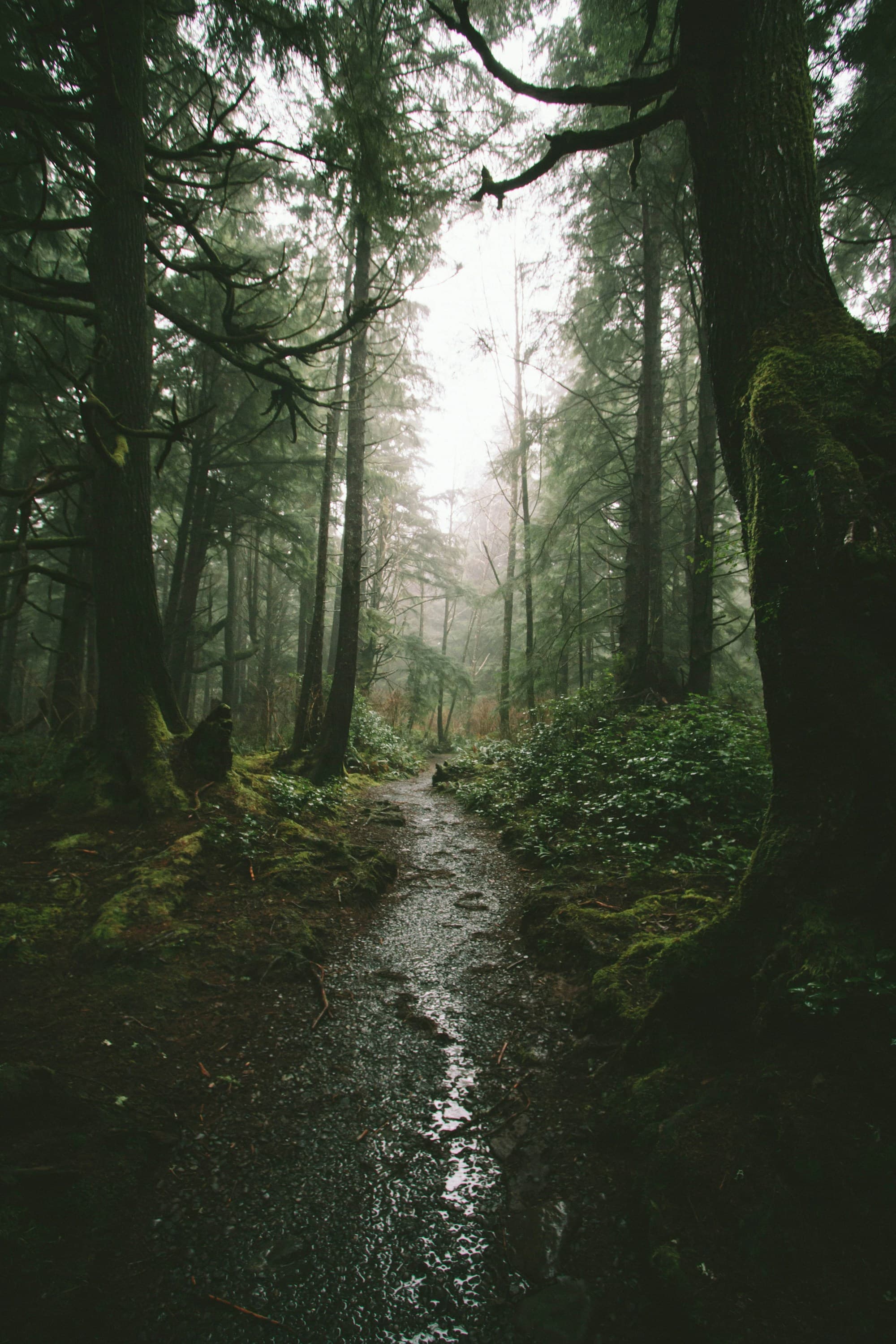 A quiet trail winding through a lush evergreen forest